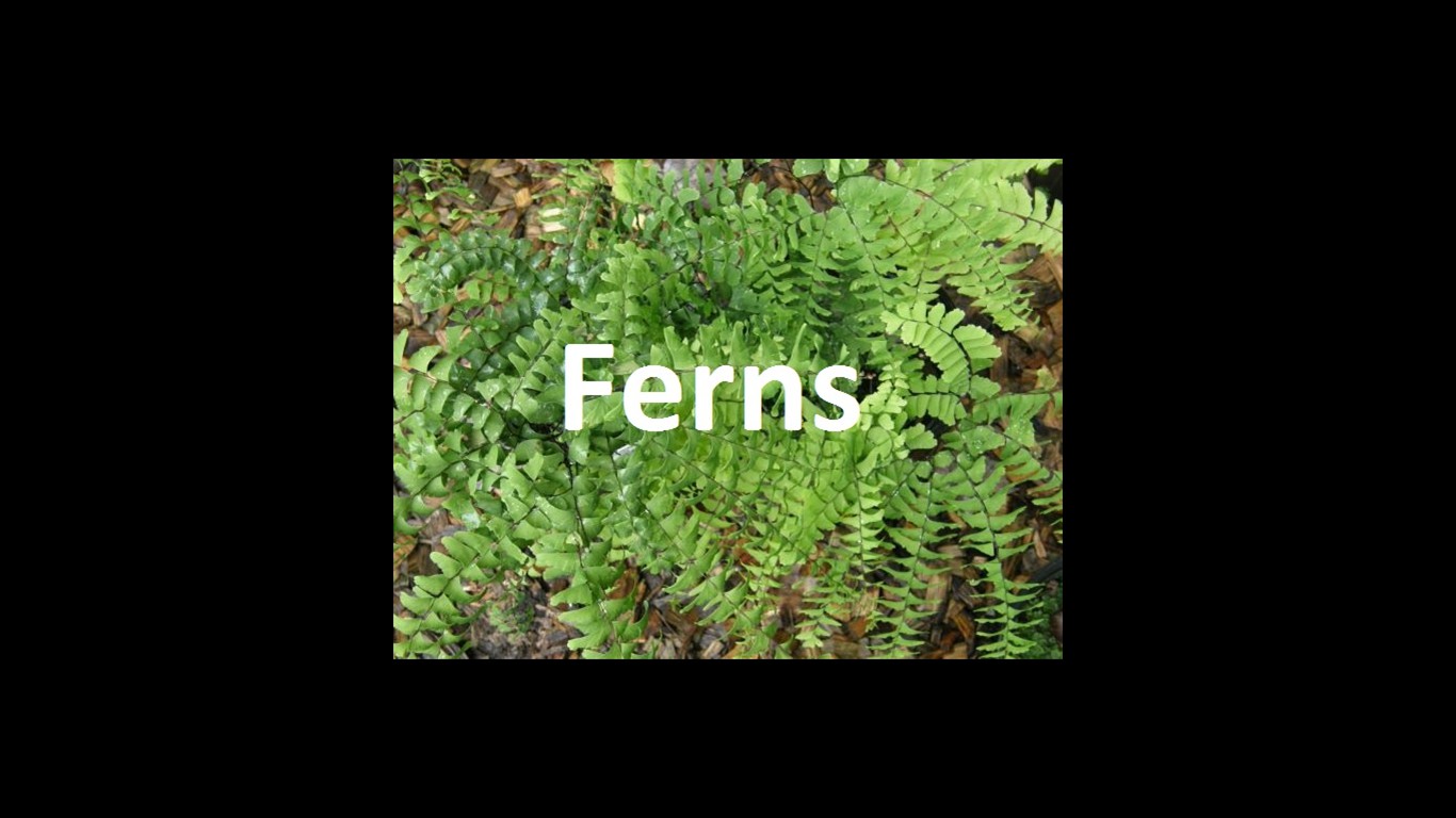 ferns