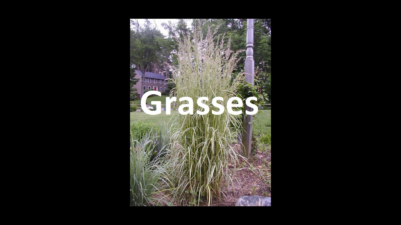 grasses