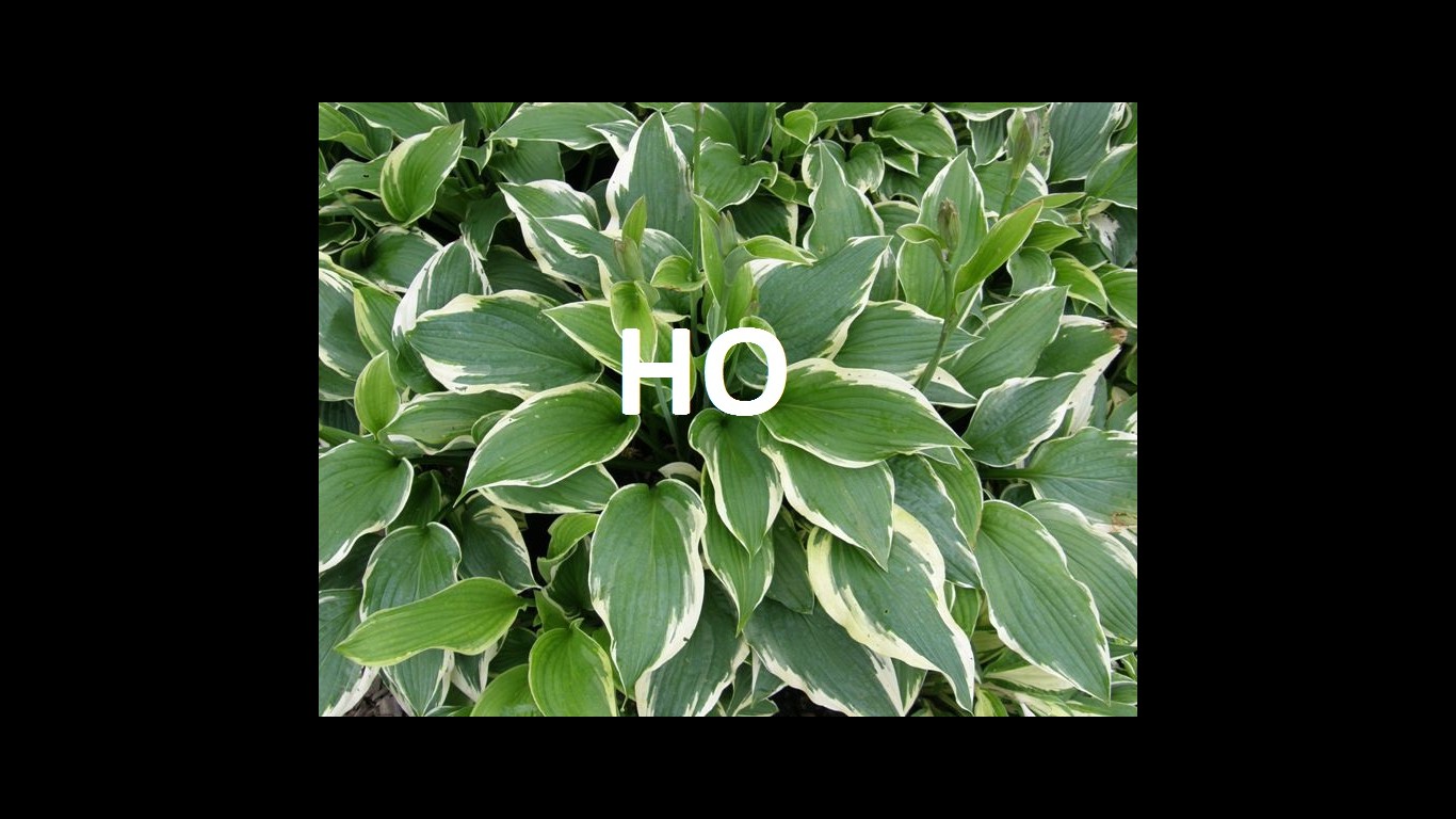 ho