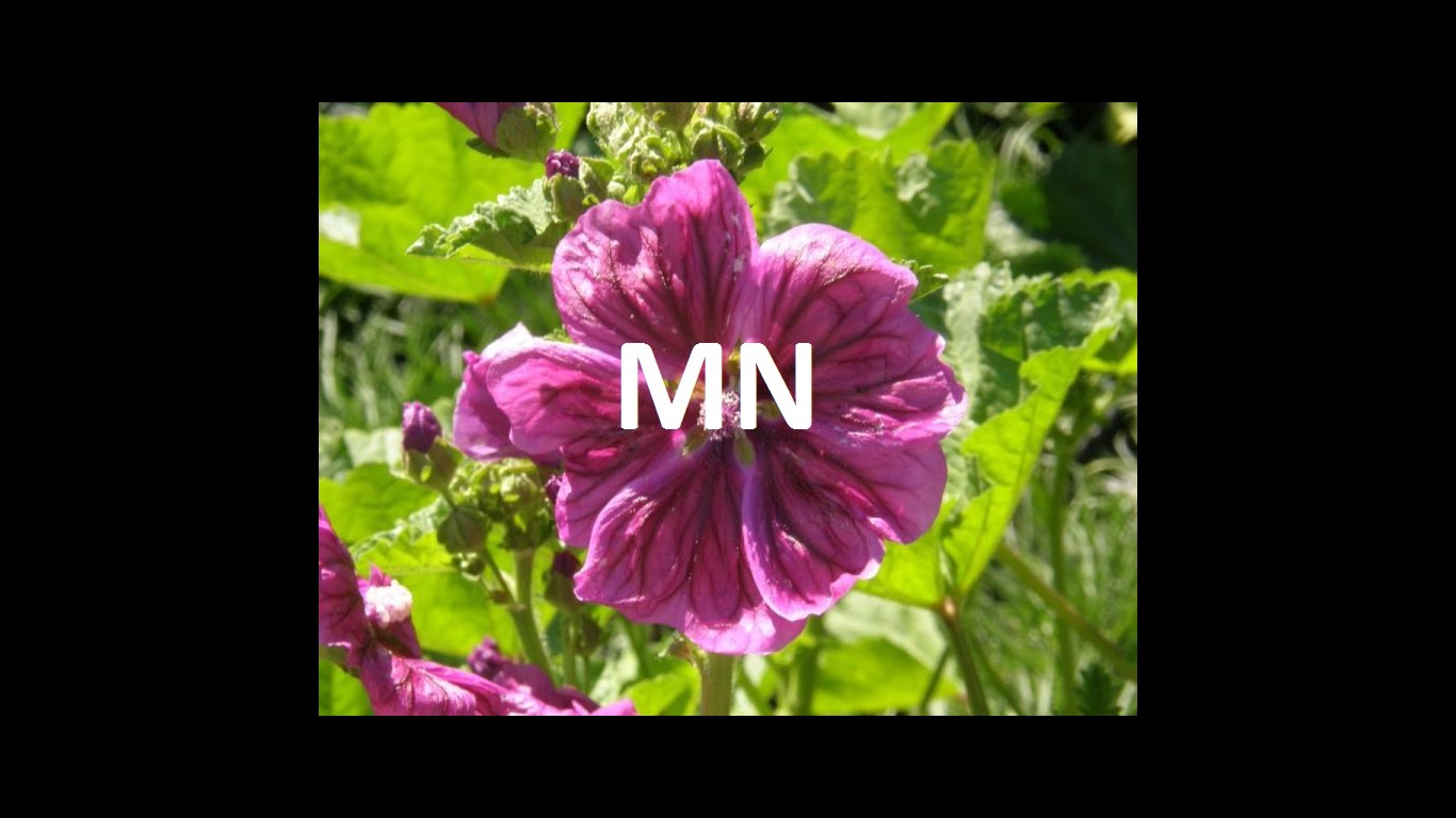 mn