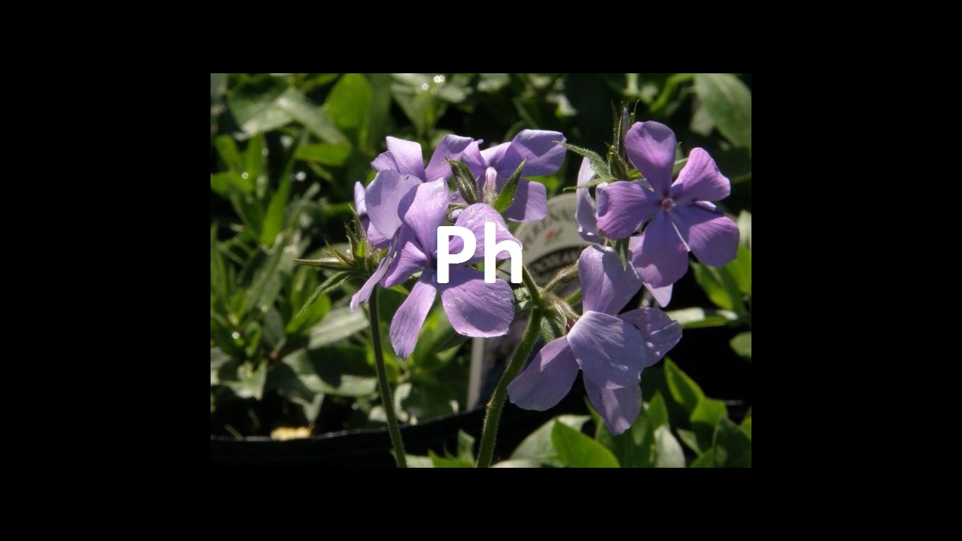 ph