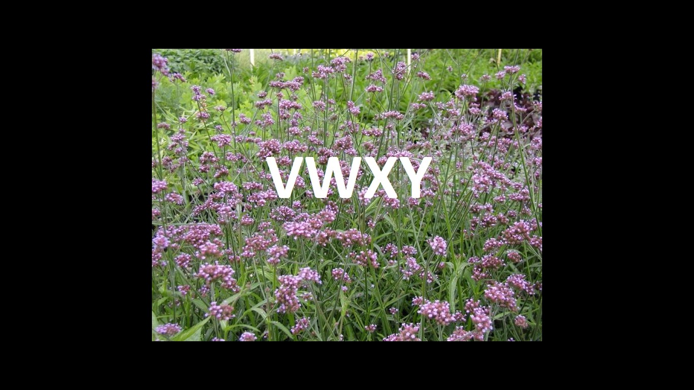 vwxy